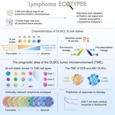 chloe steen|The landscape of tumor cell states and ecosystems in diffuse.